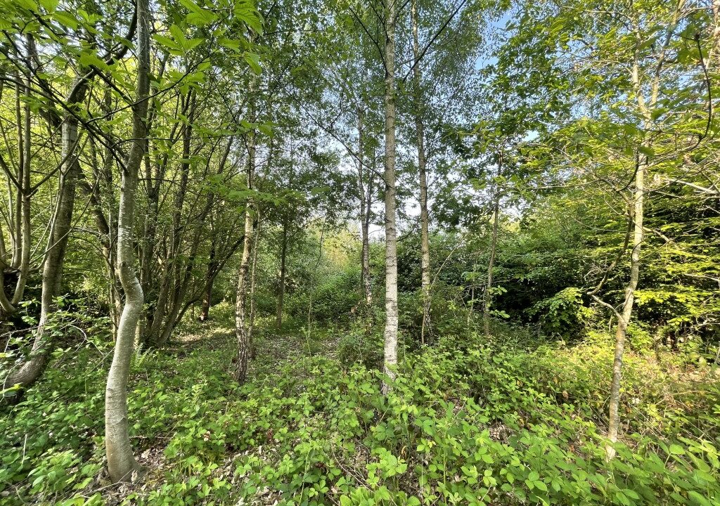 Sophurst-2.jpg